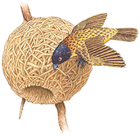 Weaver Bird and Nest